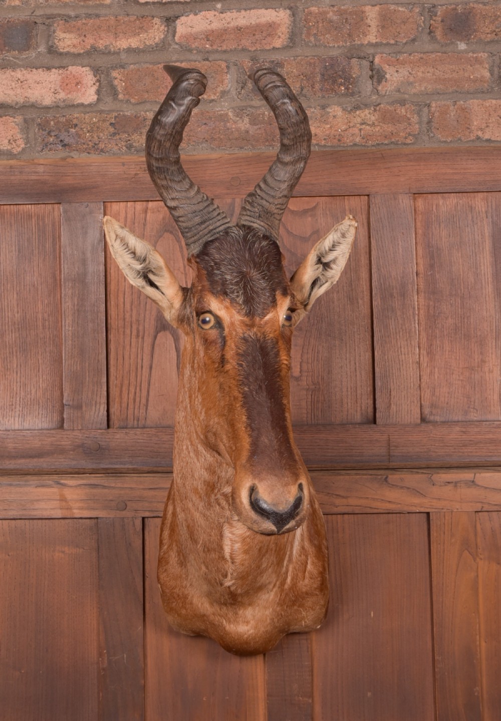African Red Hartebeest View IX