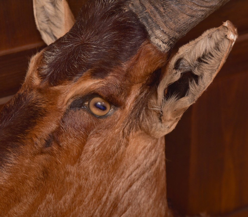 African Red Hartebeest View X
