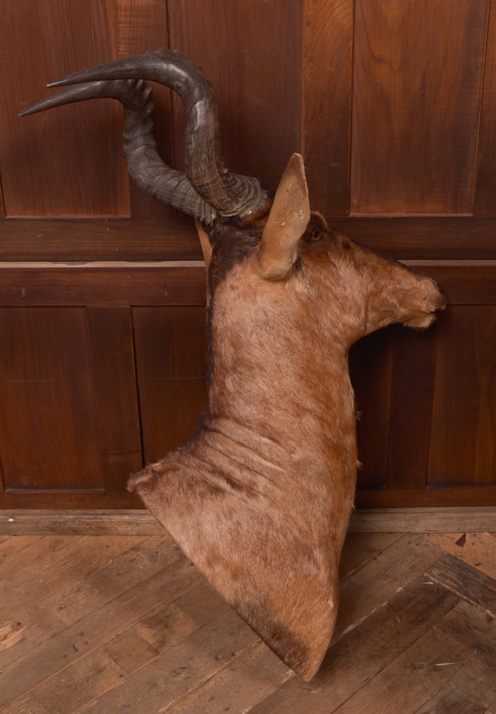 African Red Hartebeest View XI