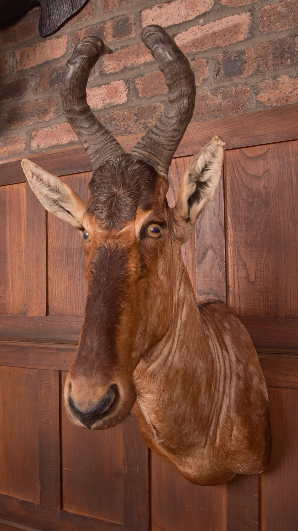 African Red Hartebeest View XII