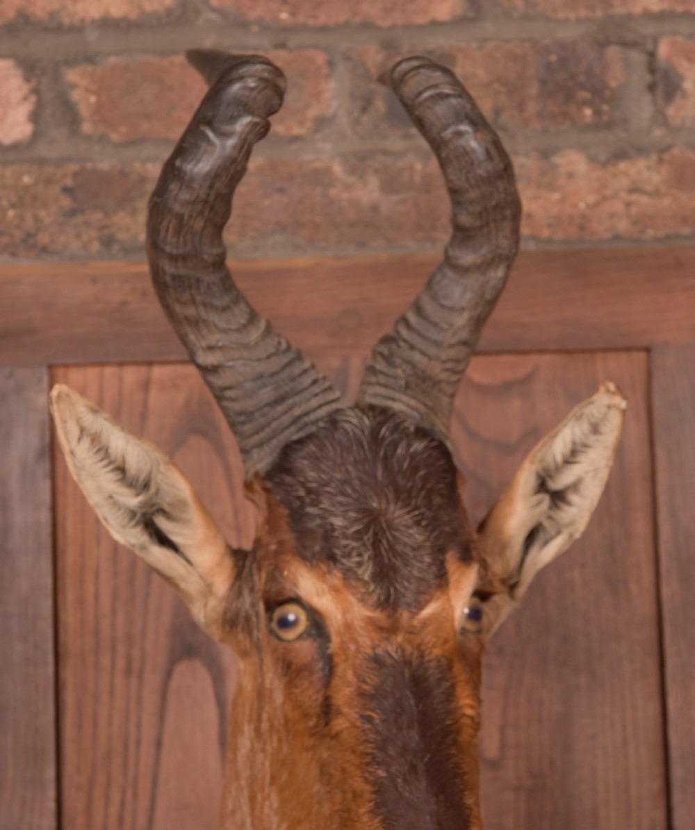 African Red Hartebeest View XIII