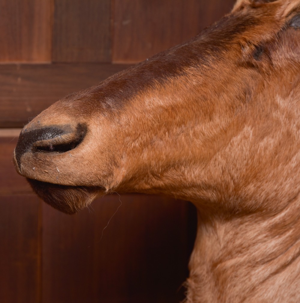 African Red Hartebeest View XIV