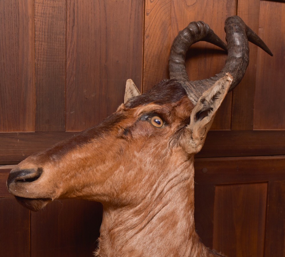 African Red Hartebeest View XV