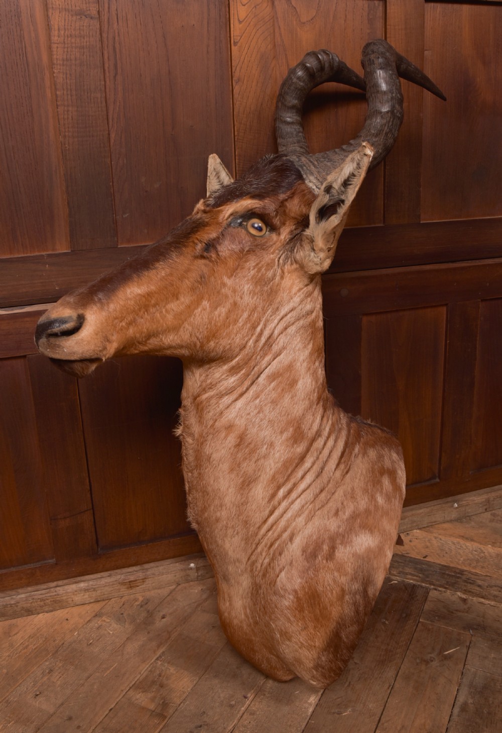 African Red Hartebeest View XVI