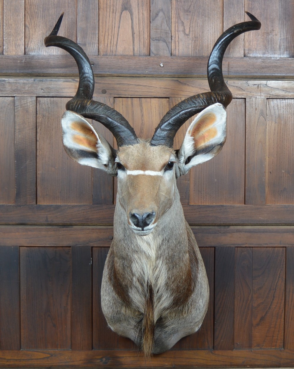 Kudu Mounted Head