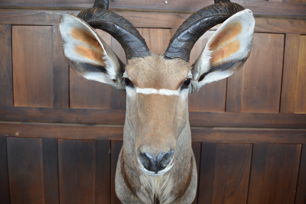 Kudu Mounted Head View VIII