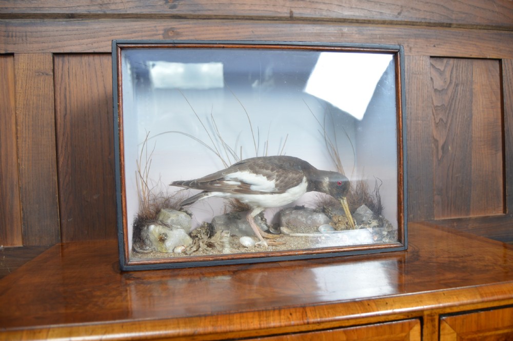 Taxidermy Oyster Catcher View IV