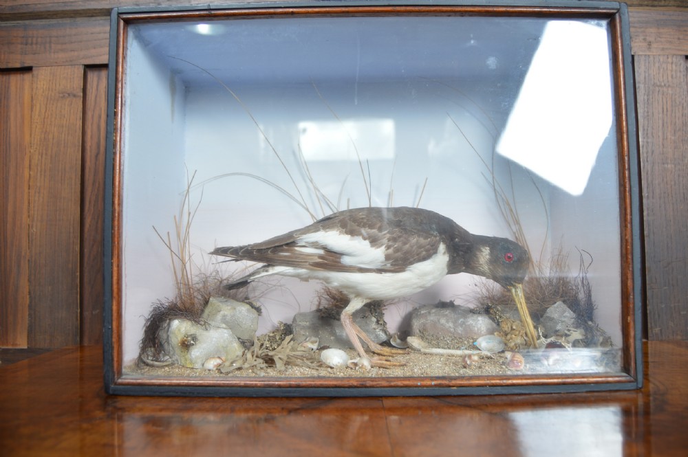 Taxidermy Oyster Catcher View V