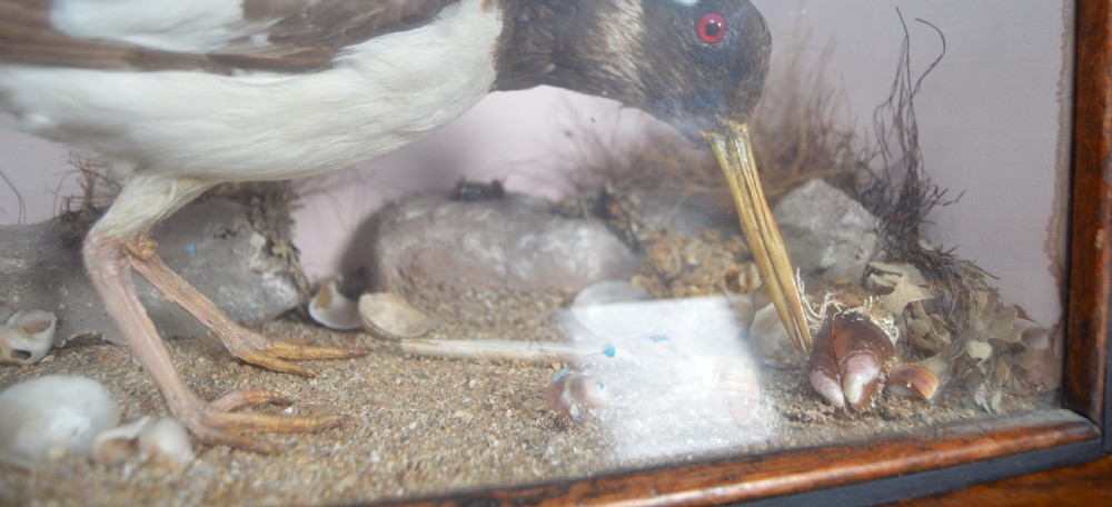 Taxidermy Oyster Catcher View VIII