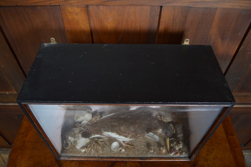 Taxidermy Oyster Catcher View X