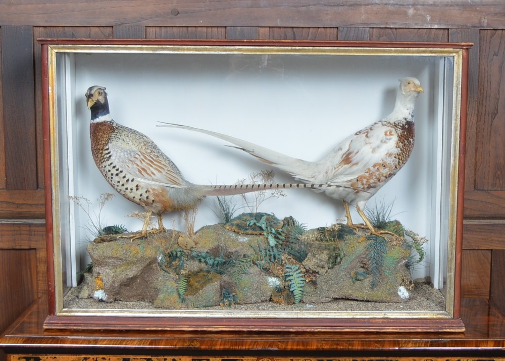 Taxidermy Pair of Ring- necked Pheasants