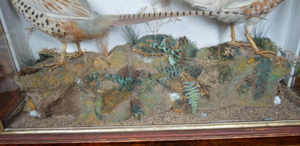 Taxidermy Pair of Ring- necked Pheasants View VII