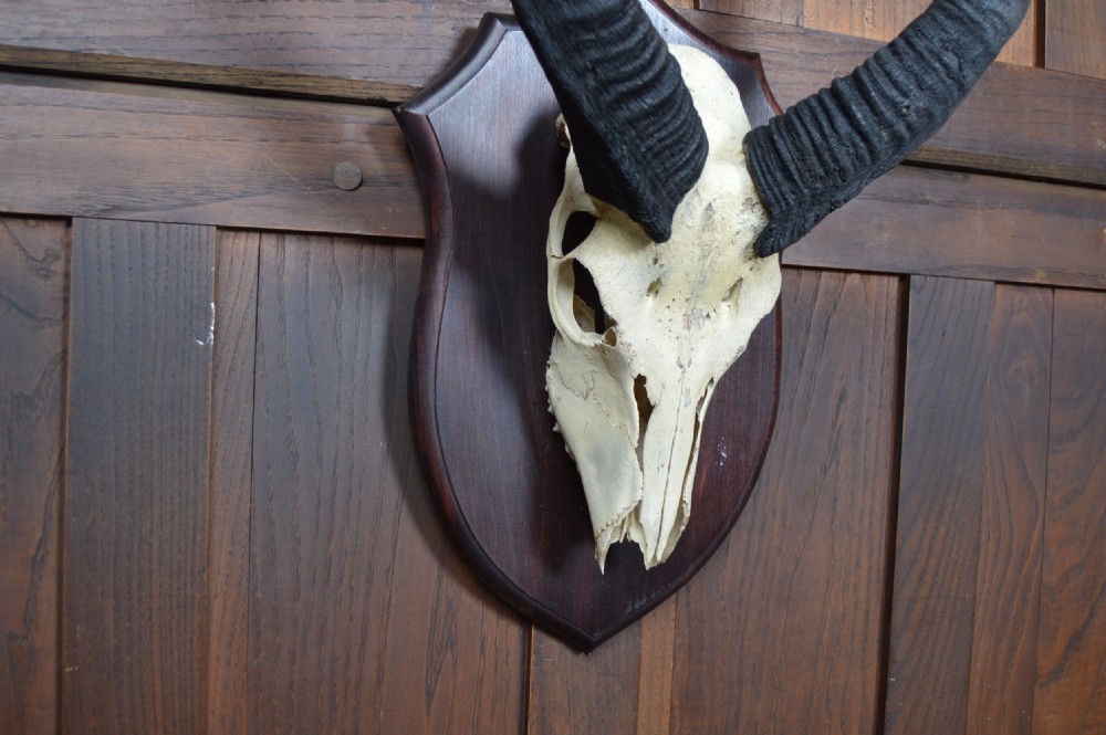 Mounted Antique Skull and Horns View III
