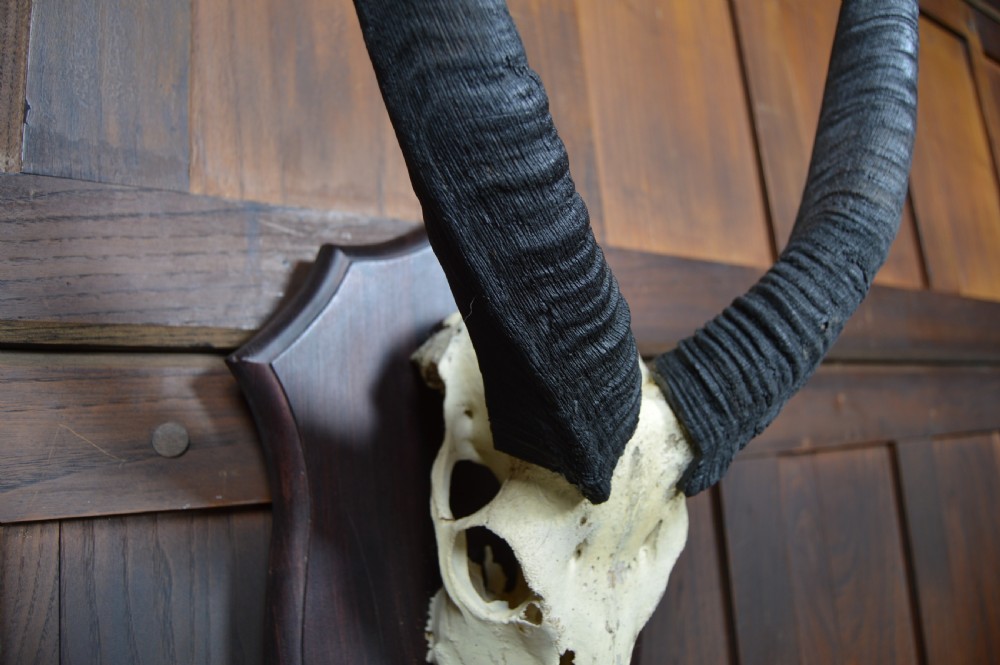 Mounted Antique Skull and Horns View V