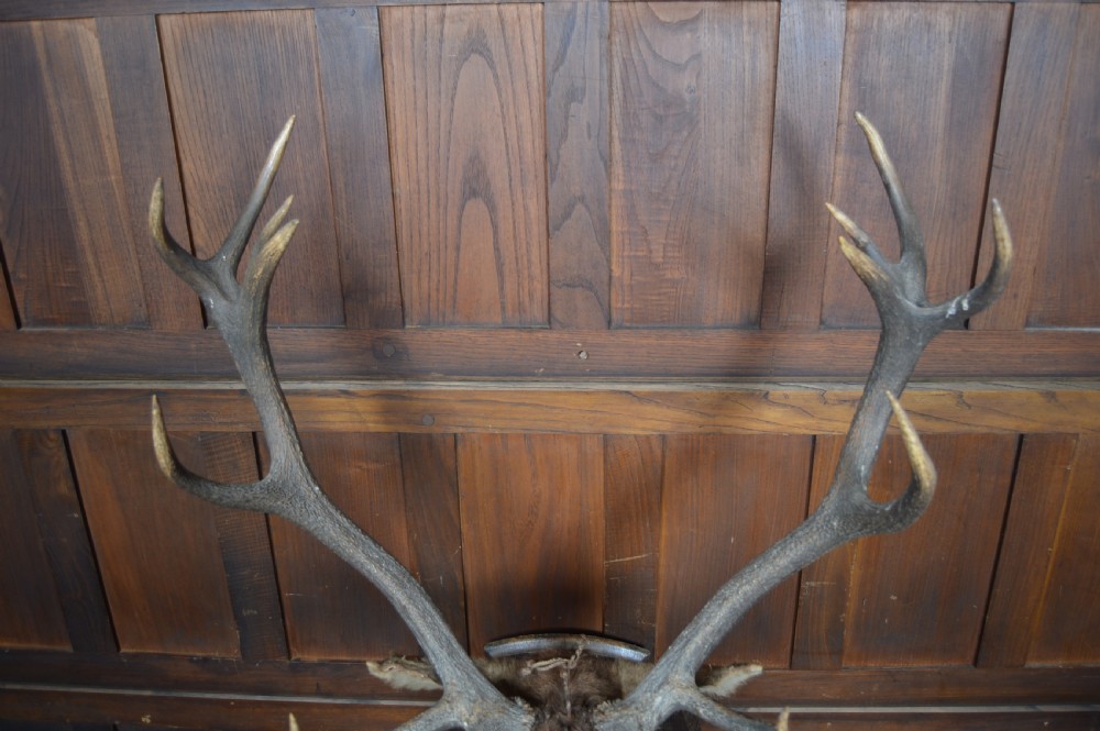 Imperial Stag View IX