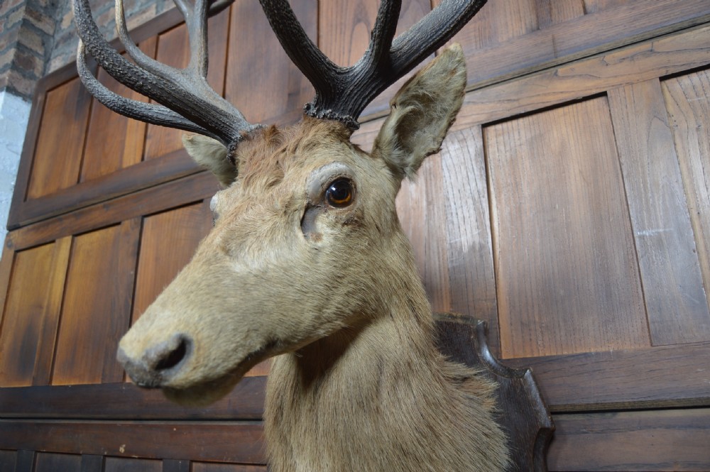 Imperial Stag View XI
