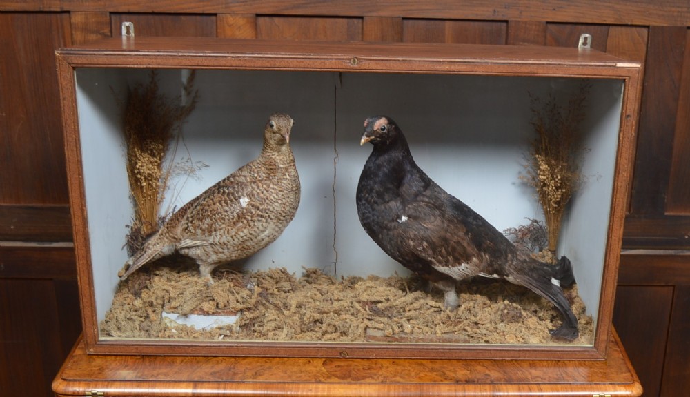 Victorian Taxidermy Grouse