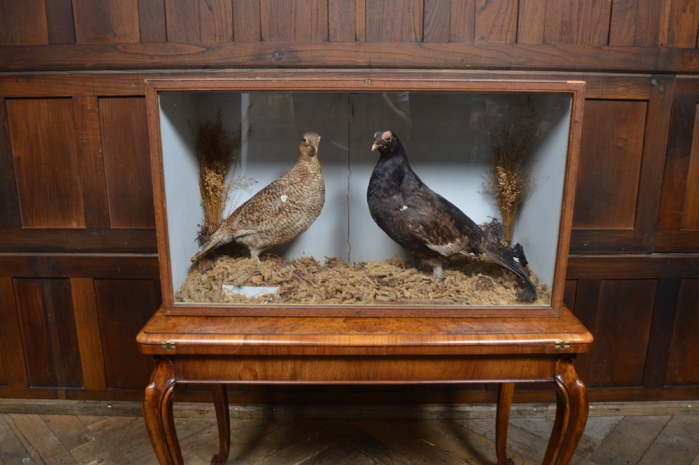 Victorian Taxidermy Grouse View II