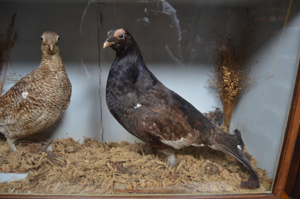 Victorian Taxidermy Grouse View III
