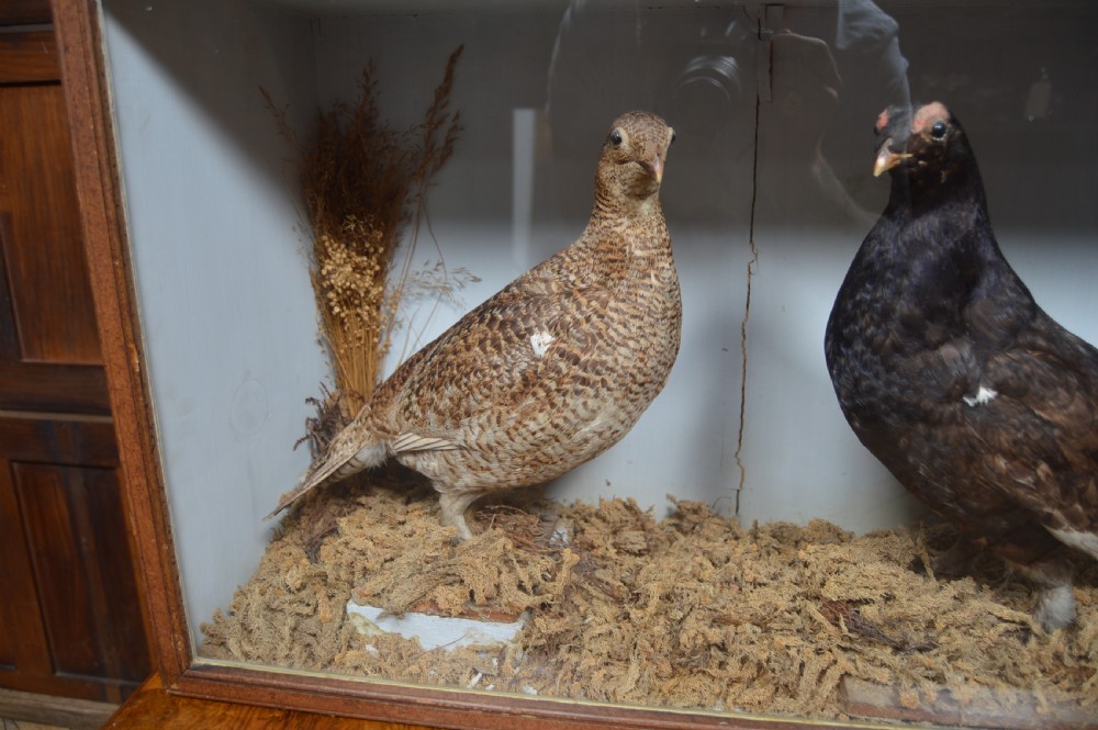 Victorian Taxidermy Grouse View IV