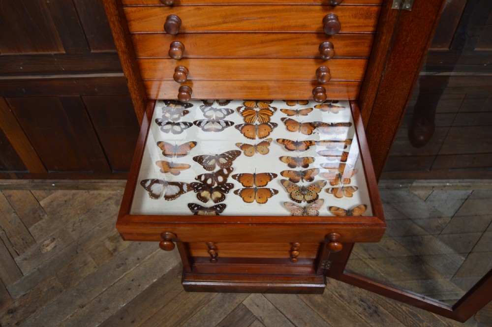 Watkins & Doncaster Mahogany Collector's Cabinet View XI