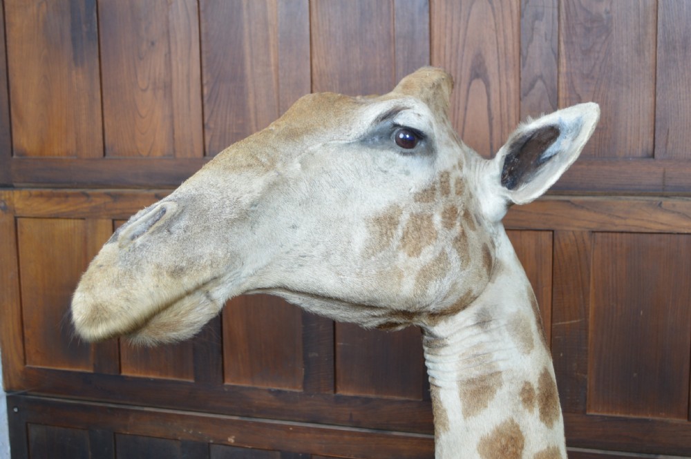 Taxidermy African Bull Giraffe View VIII
