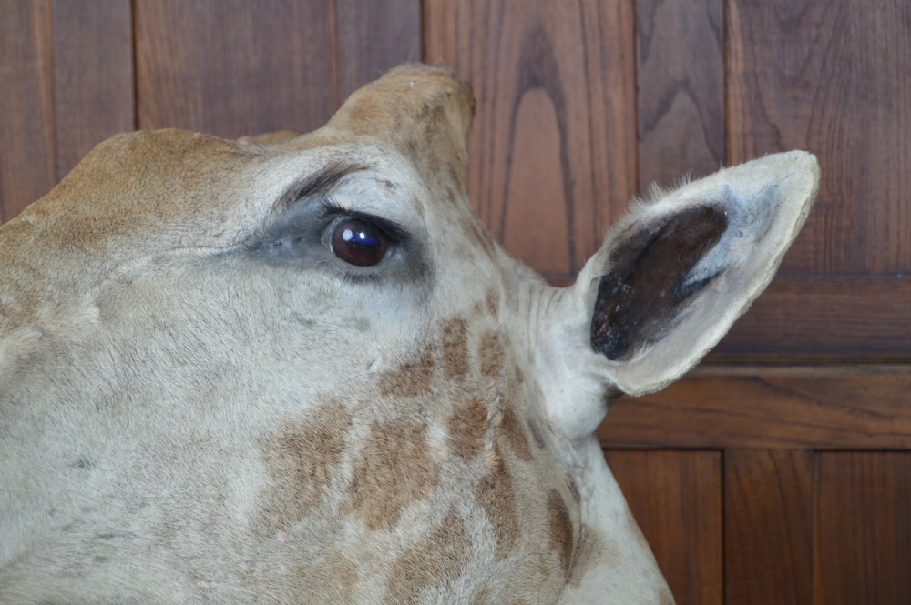 Taxidermy African Bull Giraffe View IX