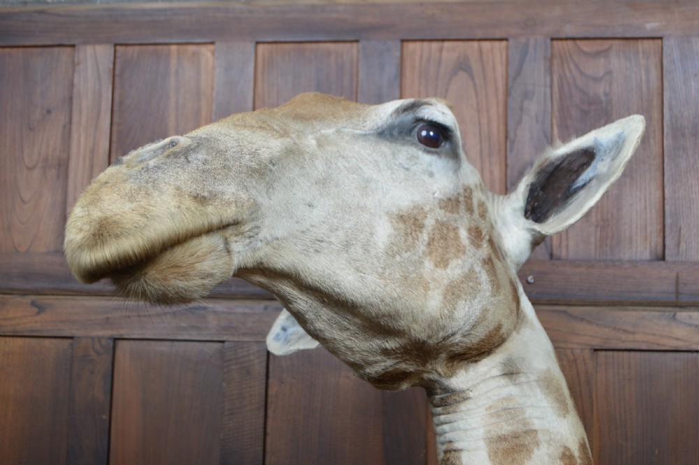 Taxidermy African Bull Giraffe View X