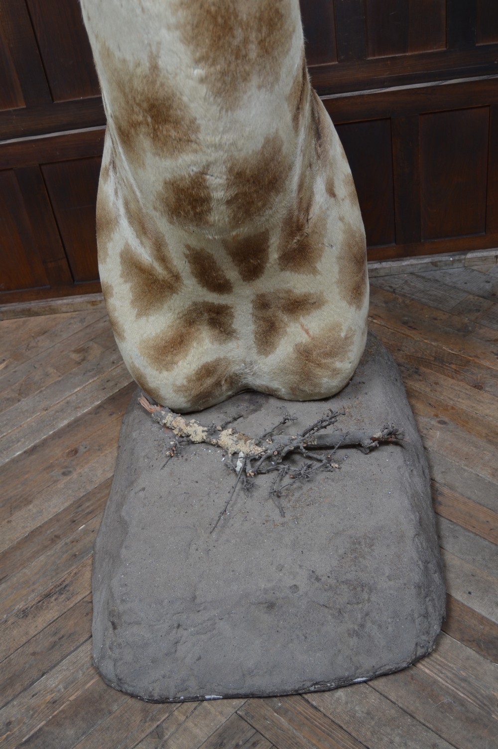 Taxidermy African Bull Giraffe View XI