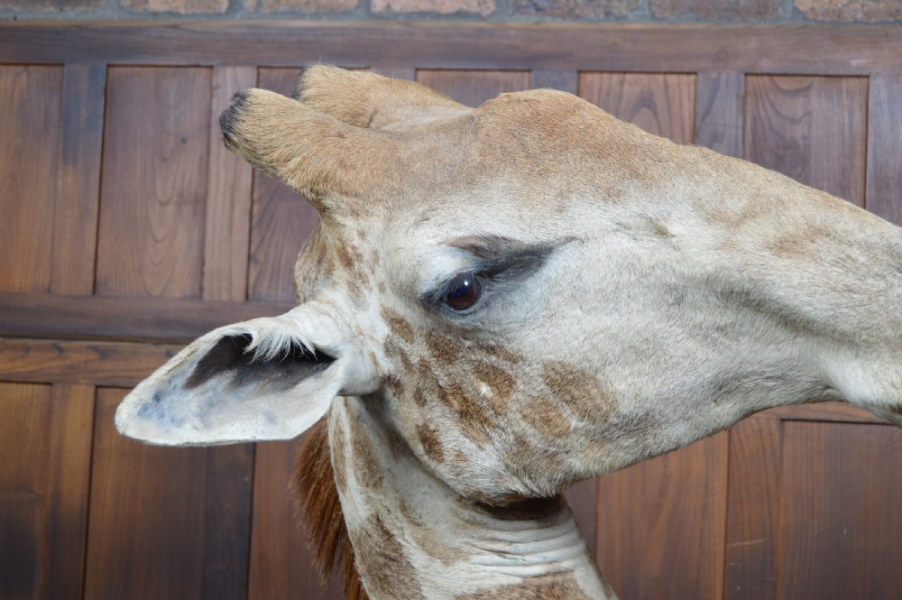 Taxidermy African Bull Giraffe View XIV