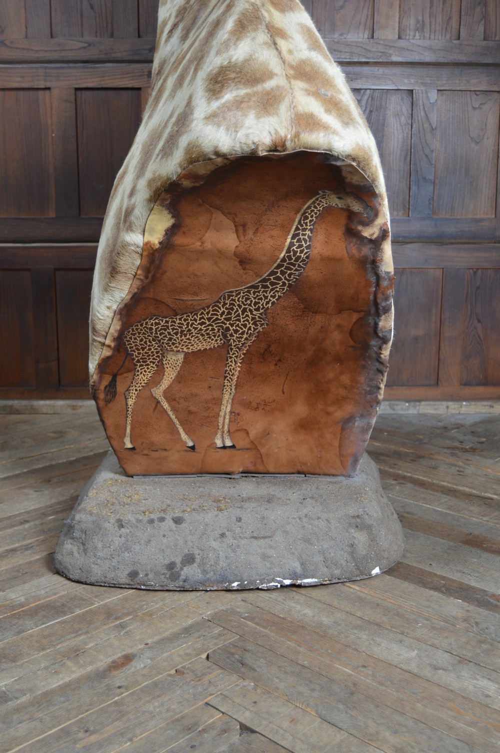 Taxidermy African Bull Giraffe View XVII