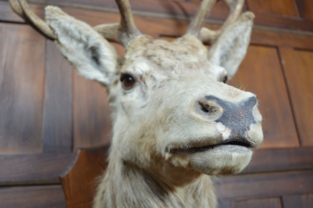 Ten-Point Stags Taxidermy Head View VIII