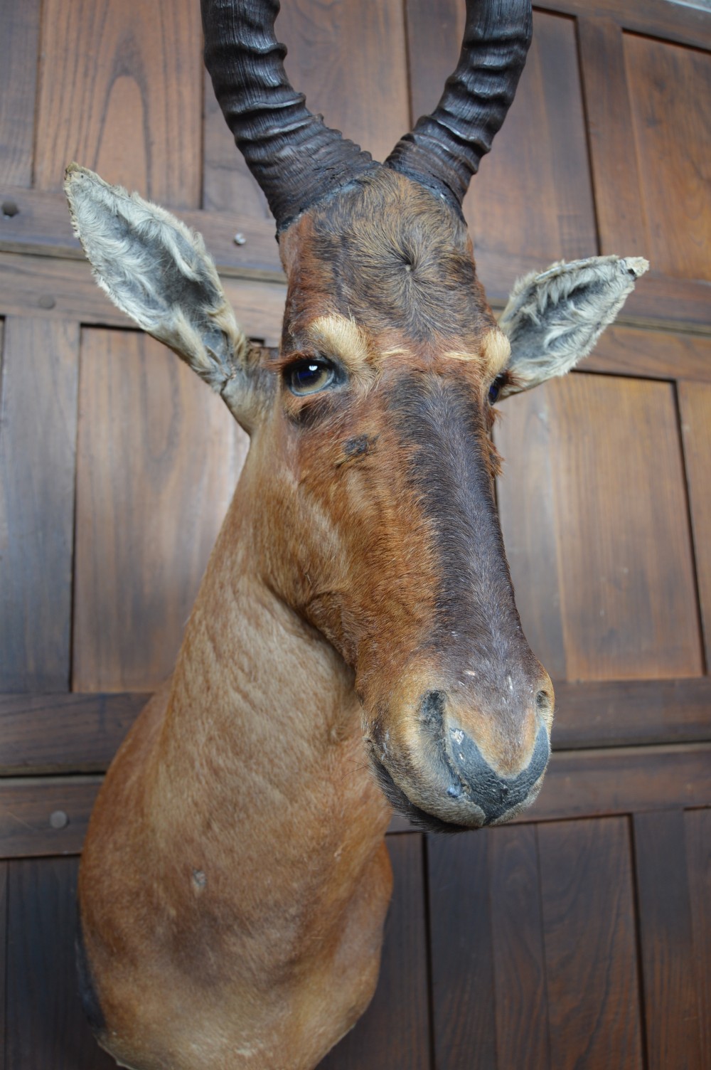 Taxidermy Red Hartebeest View V
