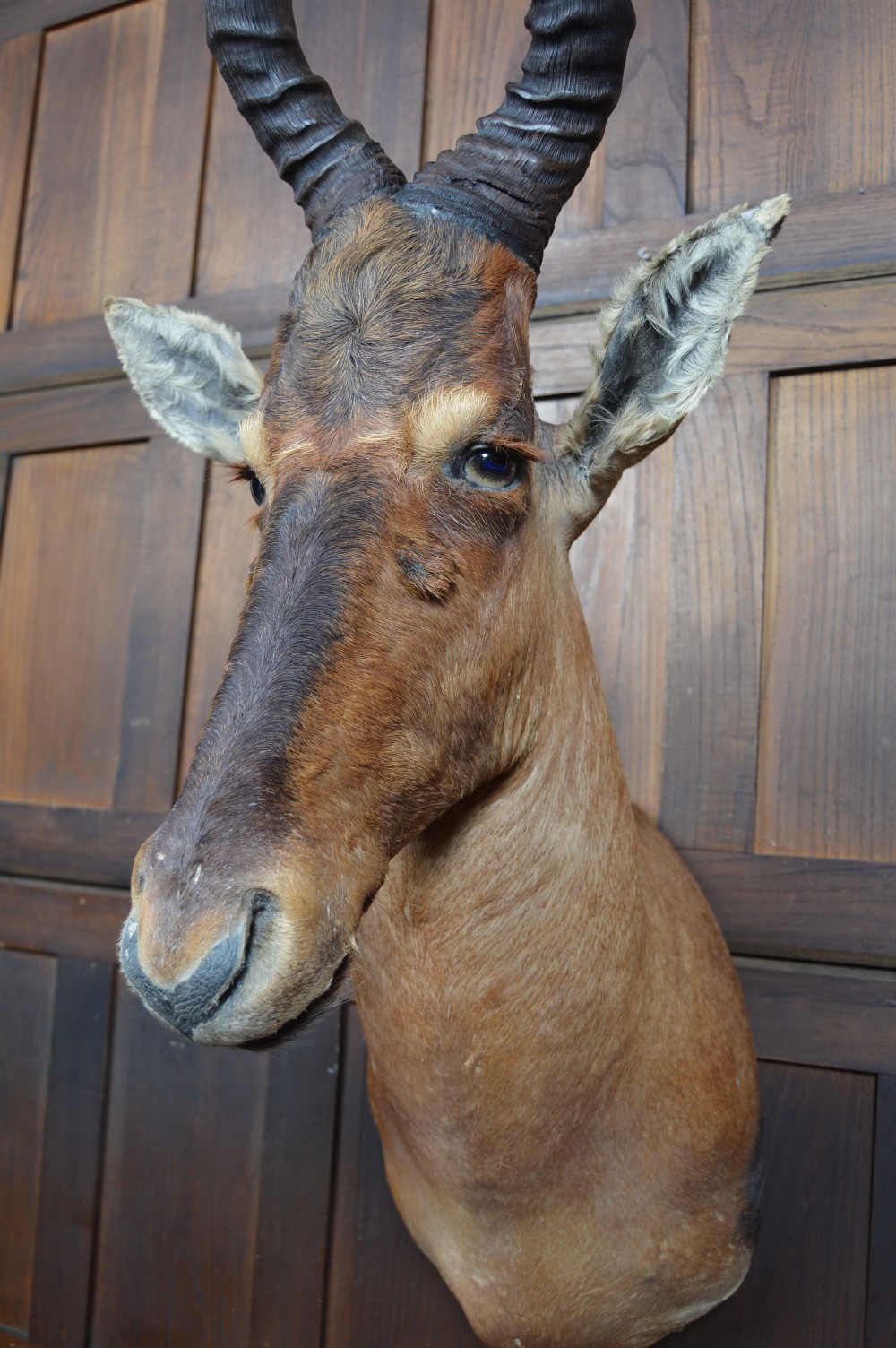 Taxidermy Red Hartebeest View VI