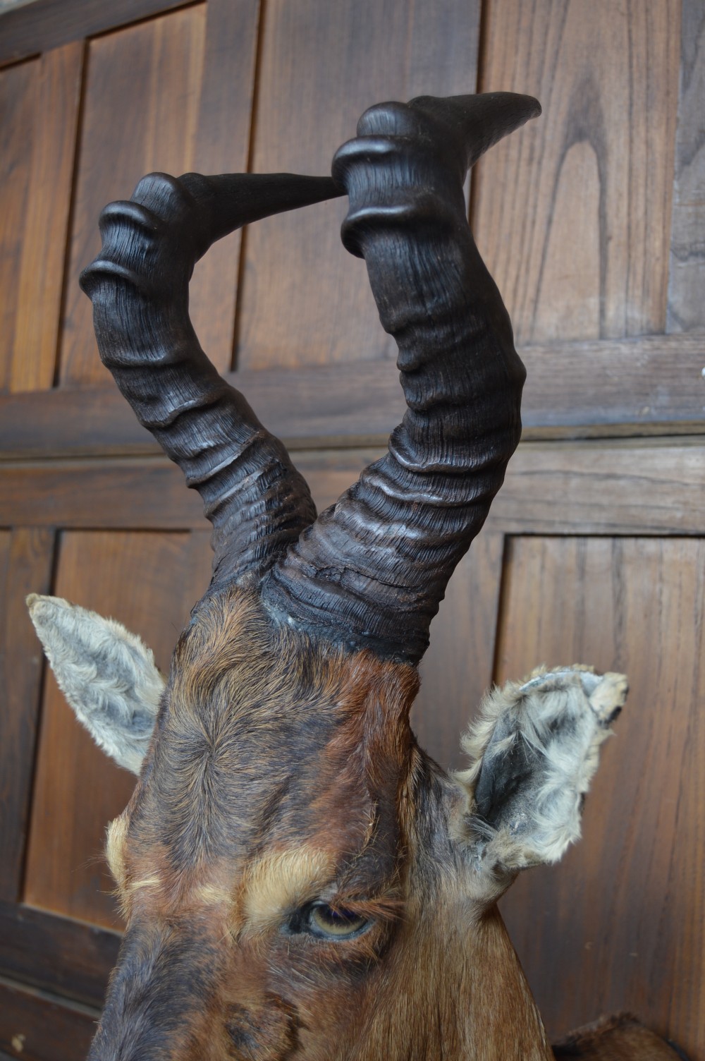 Taxidermy Red Hartebeest View VII