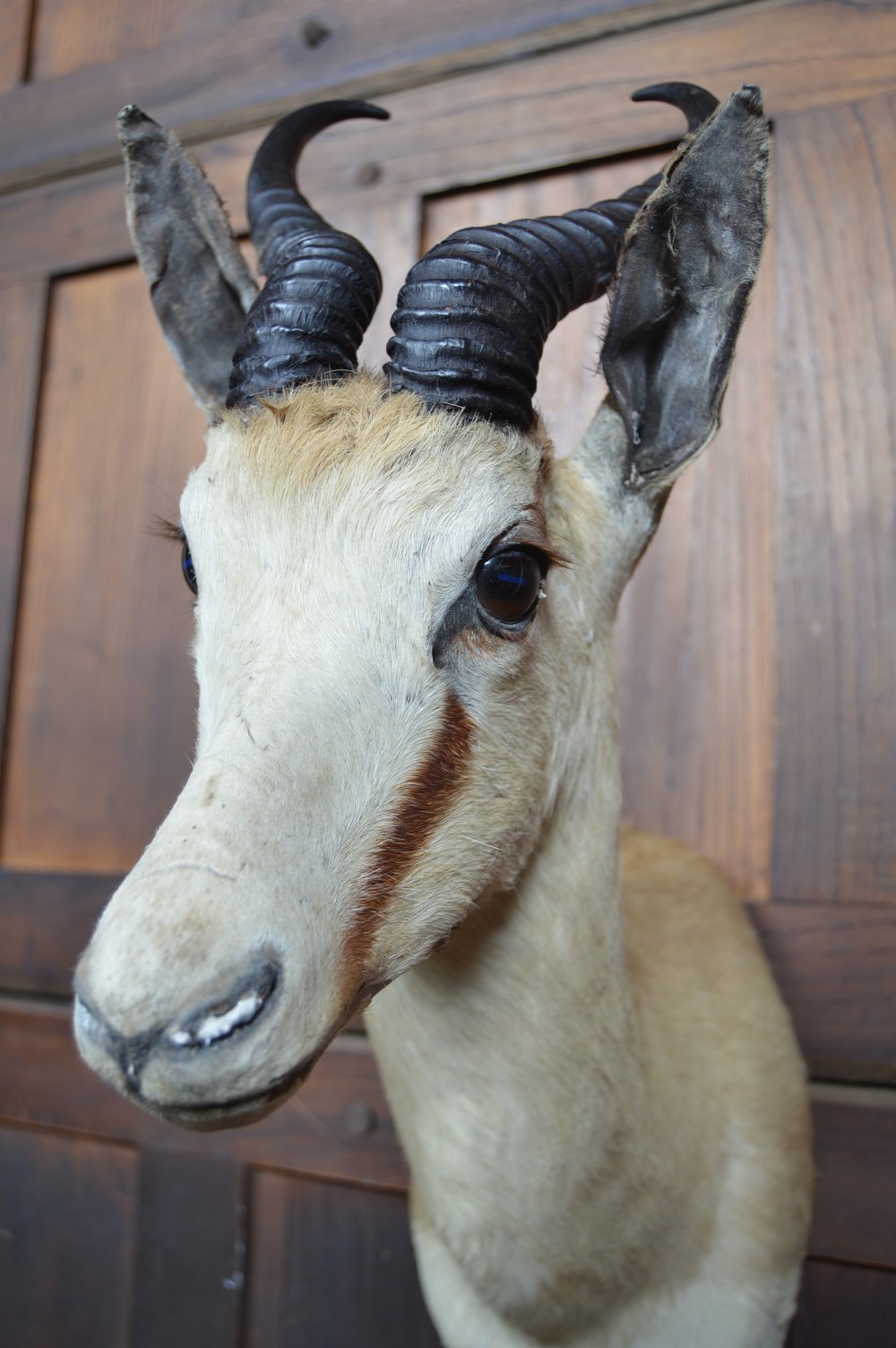 Taxidermy Springbok View V