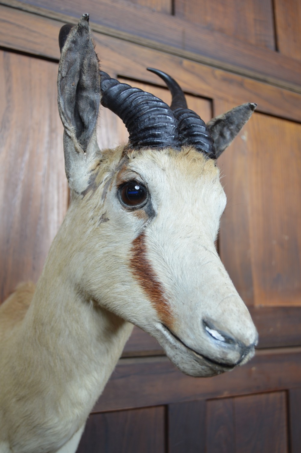 Taxidermy Springbok View VI