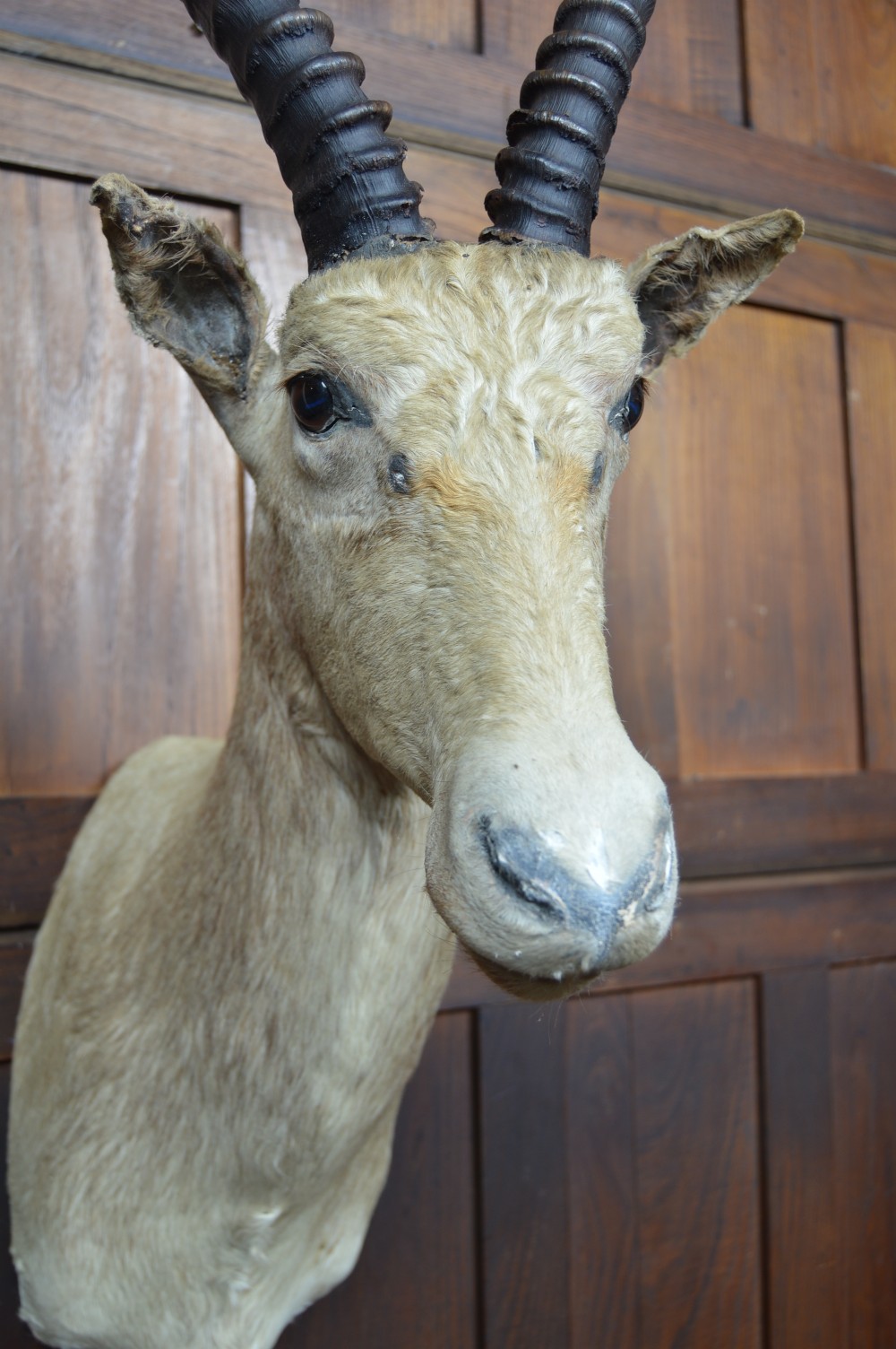 Taxidermy White Blesbok View V
