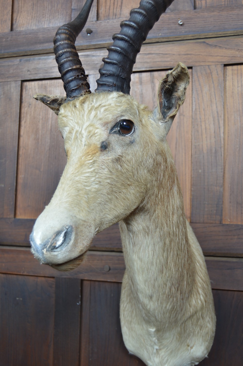 Taxidermy White Blesbok View VI