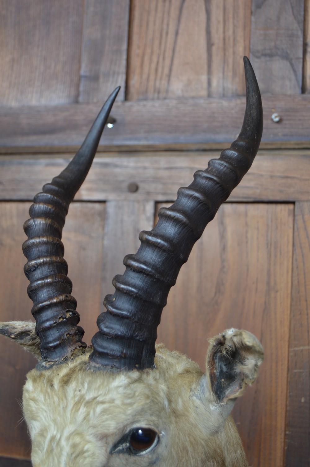 Taxidermy White Blesbok View VIII