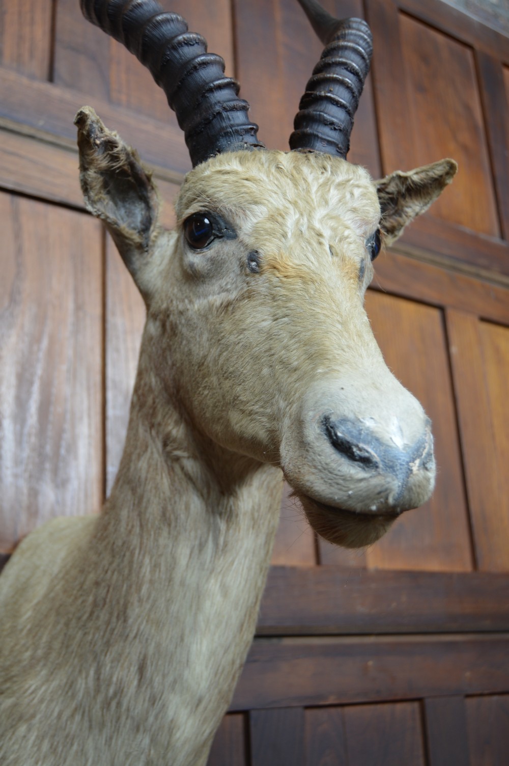 Taxidermy White Blesbok View X