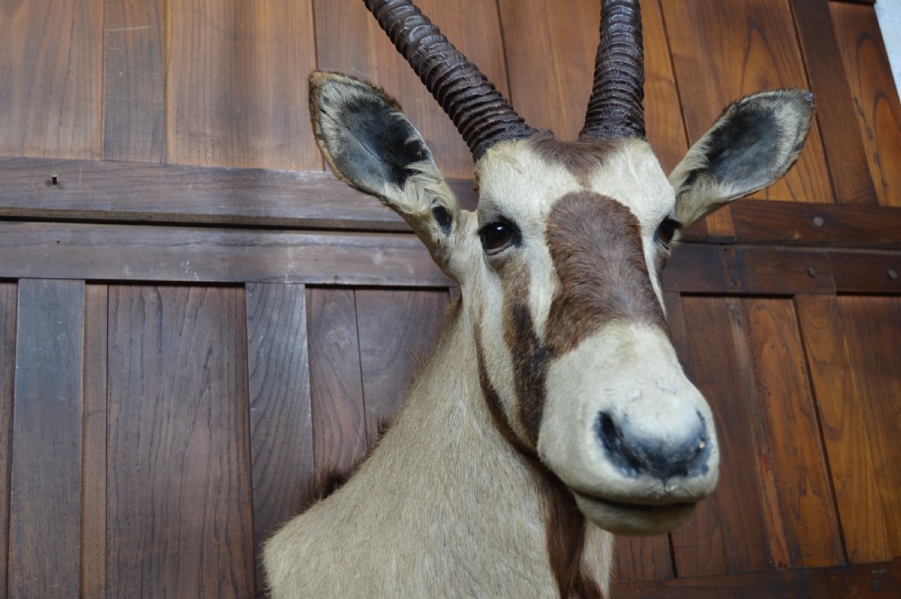 Pair of Taxidermy Gemsbok on Stands View VIII