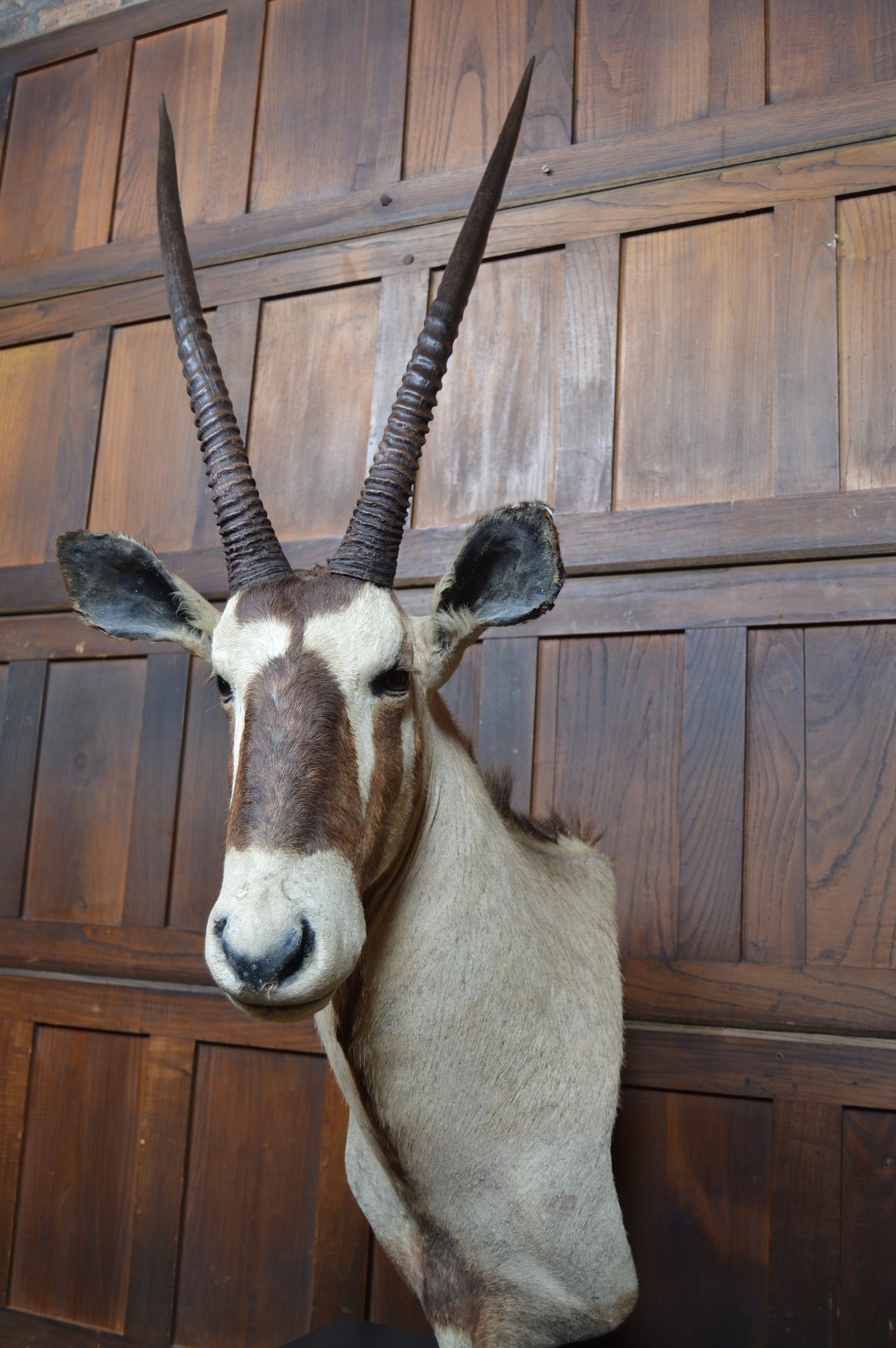 Pair of Taxidermy Gemsbok on Stands View IX