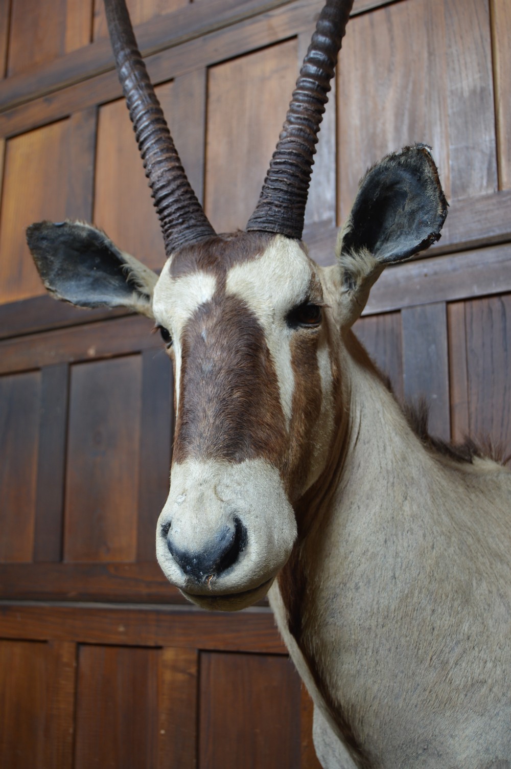 Pair of Taxidermy Gemsbok on Stands View X