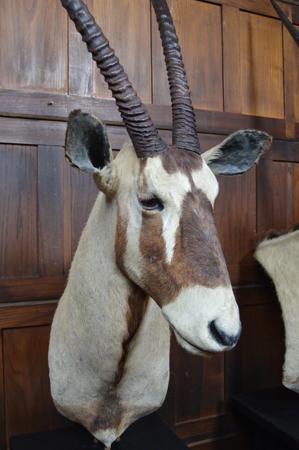 Pair of Taxidermy Gemsbok on Stands View XI