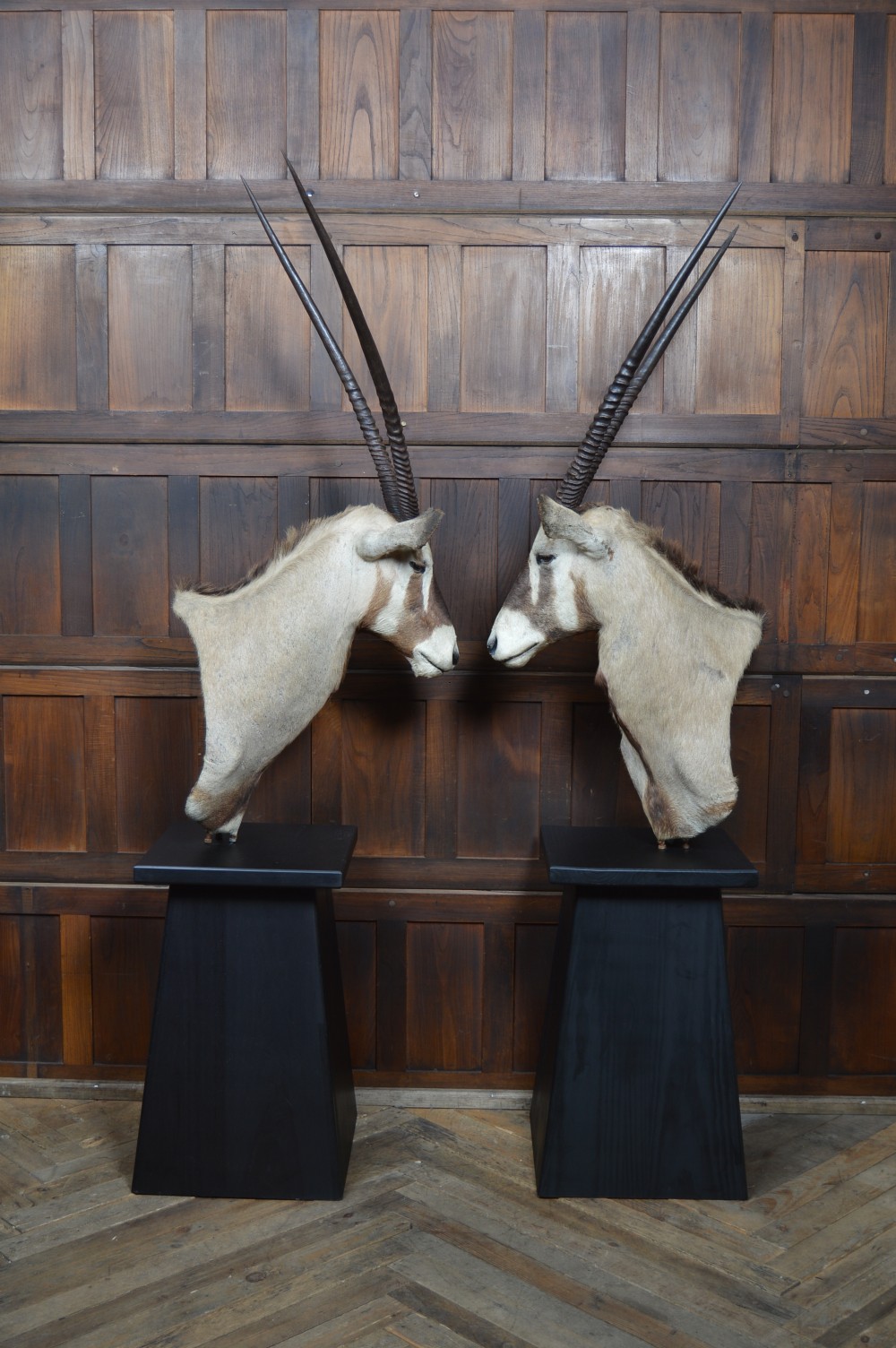 Pair of Taxidermy Gemsbok on Stands View XII