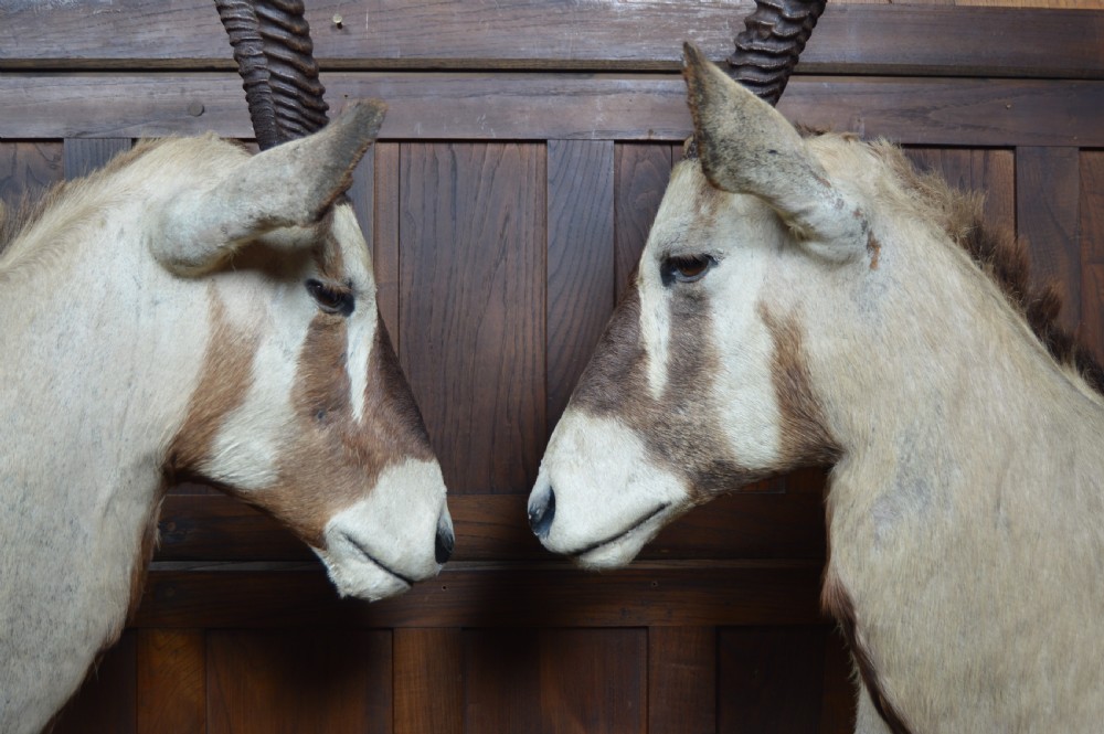 Pair of Taxidermy Gemsbok on Stands View XIII