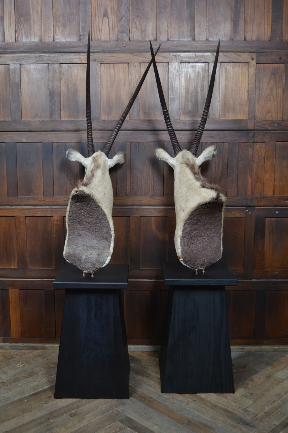 Pair of Taxidermy Gemsbok on Stands View XIV
