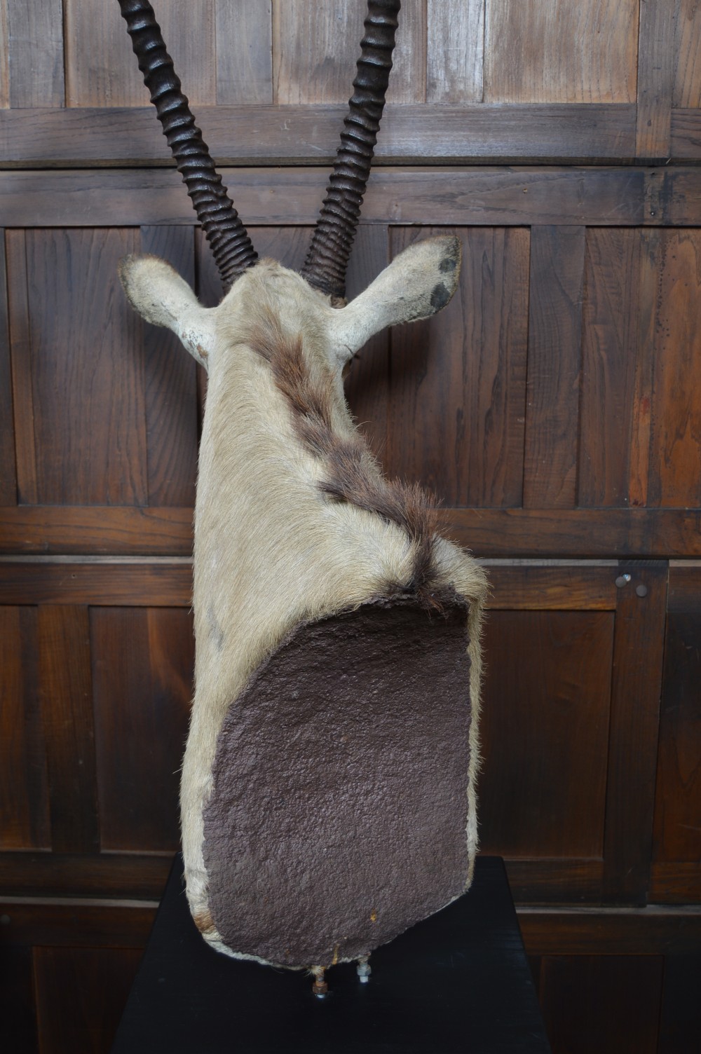 Pair of Taxidermy Gemsbok on Stands View XV