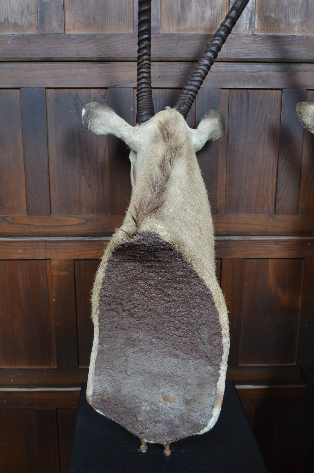 Pair of Taxidermy Gemsbok on Stands View XVI